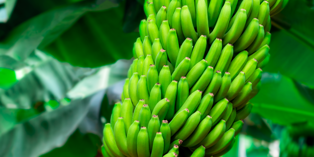 Banane
